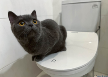 讓人每天多幸福十分鐘：抑菌、瞬熱、智慧的 Philips AIB2211 高規格馬桶蓋 來了