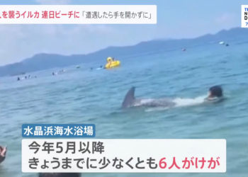 日本海水浴場發生六件野生海豚襲擊人類的事件？原因可能是貪玩或太熱情？