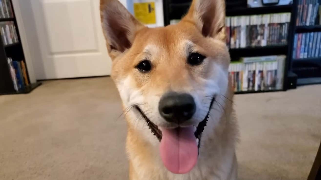 一隻柴犬成功在 AGDQ 2024 完成 Speedrun 挑戰，可惜未破世界或個人紀錄 - 電腦王阿達