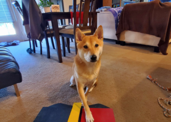 一隻柴犬成功在 AGDQ 2024 完成 Speedrun 挑戰，可惜未破世界或個人紀錄