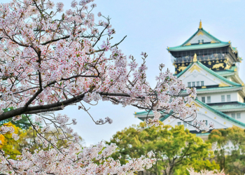 日本櫻花季 2024