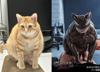 萌寵一秒變身猛毒！日本官方推出免費變身服務