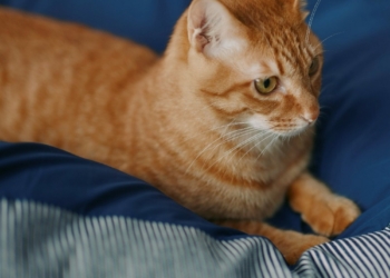 出國旅遊可以買給主子的伴手禮：日本無印良品新推出一系列貓咪用品