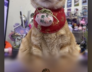 蘋果官方新 APP「Apple Invites」使用指南：iPhone用戶如何建立和回覆自訂邀請函？