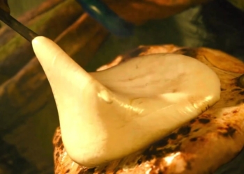 《魔物獵人：荒野》帶動真實「起司烤餅」爆紅，東京尼泊爾餐廳半夜突收 99 筆訂單