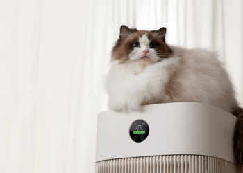 小米推出米家寵物空氣淨化器，還有貓咪的專屬寶座！