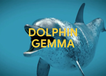 Google 推出新的 AI 模型來幫助破譯海豚語