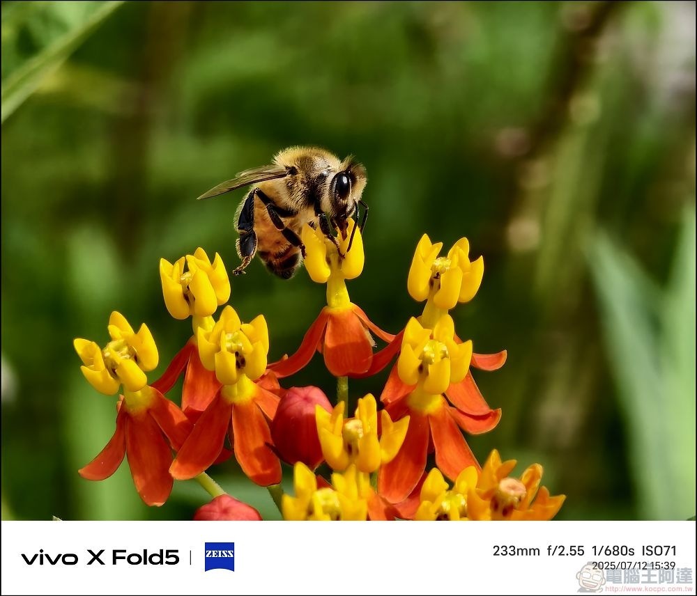vivo X Fold5 拍攝樣張 - 30