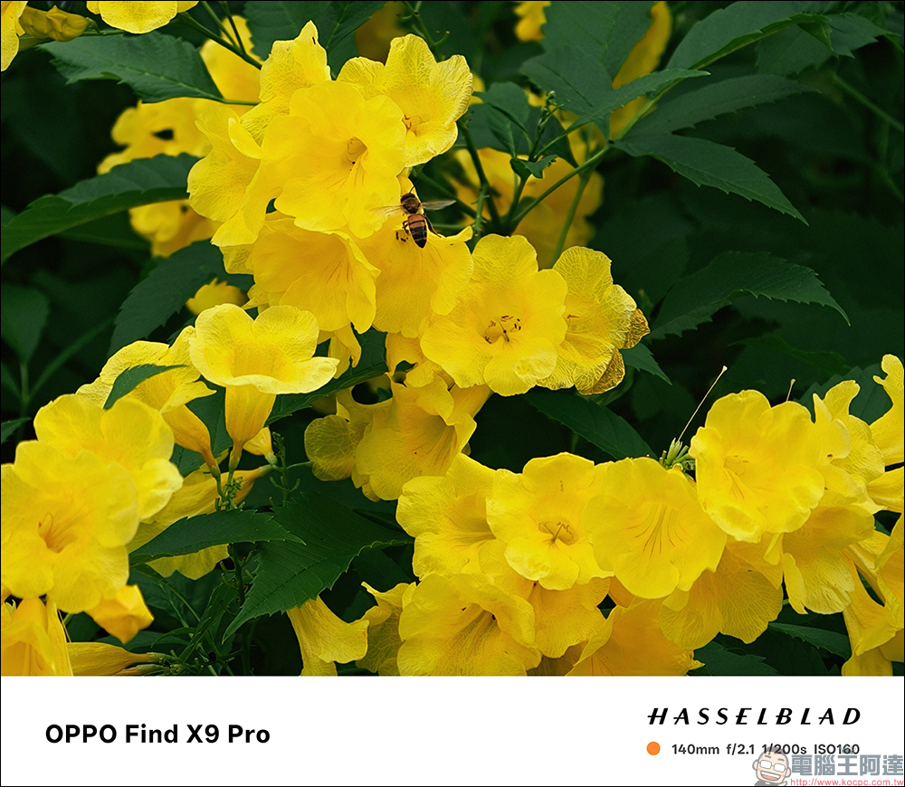 OPPO Find X9 Pro 開箱評測｜2 億哈蘇長焦、原色真彩鏡頭登場！年度影像旗艦的質感與實力全面升級 - 電腦王阿達