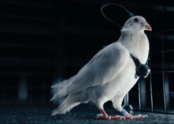 俄羅斯新創在鴿子腦內植入晶片，打造首批「生物無人機」PJN-1，續航力完勝傳統 FPV