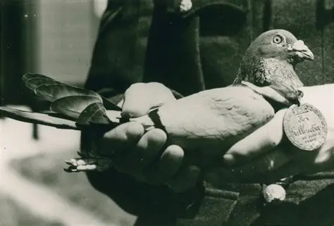 俄羅斯新創在鴿子腦內植入晶片,打造首批「生物無人機」PJN-1,續航力完勝傳統 FPV - 電腦王阿達 俄羅斯新創在鴿子腦內植入晶片,打造首批「生物無人機」PJN-1,續航力完勝傳統 FPV - 電腦王阿達