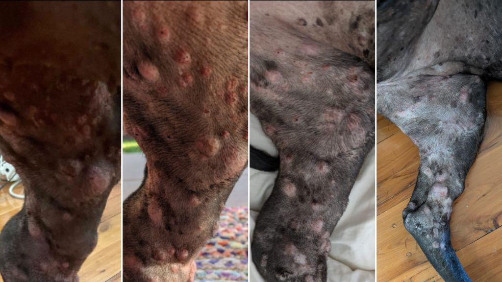 澳洲科技 CEO 用 ChatGPT 救活患癌狗狗!AlphaFold 設計 mRNA 疫苗讓腫瘤縮小 75% - 電腦王阿達 澳洲科技 CEO 用 ChatGPT 救活患癌狗狗!AlphaFold 設計 mRNA 疫苗讓腫瘤縮小 75% - 電腦王阿達