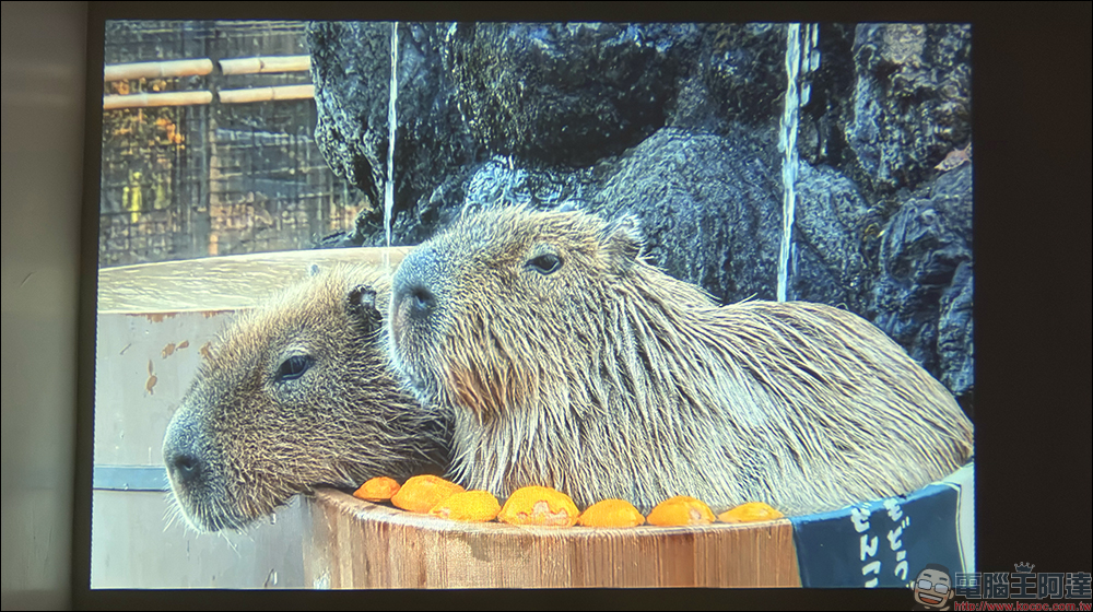 Bongcom BS5 足球君投影機開箱|足球造型超吸睛,150 吋追劇看球一次搞定! - 電腦王阿達 Bongcom BS5 足球君投影機開箱|足球造型超吸睛,150 吋追劇看球一次搞定! - 電腦王阿達