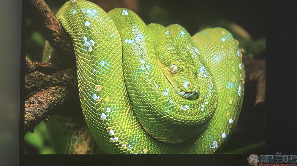 Bongcom BS5 足球君投影機開箱|足球造型超吸睛,150 吋追劇看球一次搞定! - 電腦王阿達 Bongcom BS5 足球君投影機開箱|足球造型超吸睛,150 吋追劇看球一次搞定! - 電腦王阿達