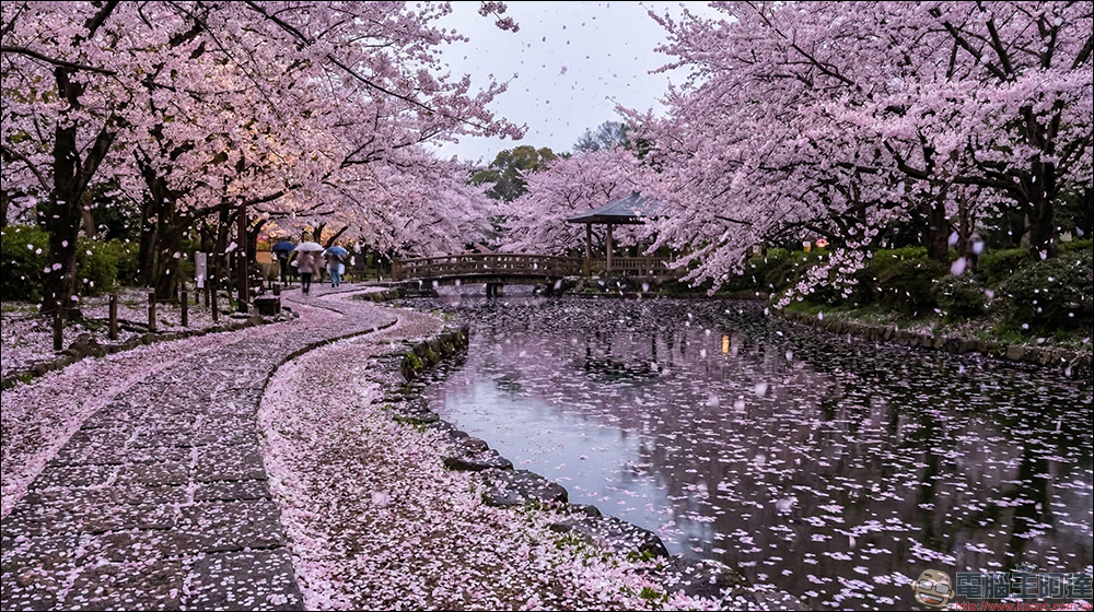 LINE 櫻花雨聊天室特效登場!不用關鍵字直接飄花瓣,搭配這招更有夜櫻氛圍 - 電腦王阿達 LINE 櫻花雨聊天室特效登場!不用關鍵字直接飄花瓣,搭配這招更有夜櫻氛圍 - 電腦王阿達