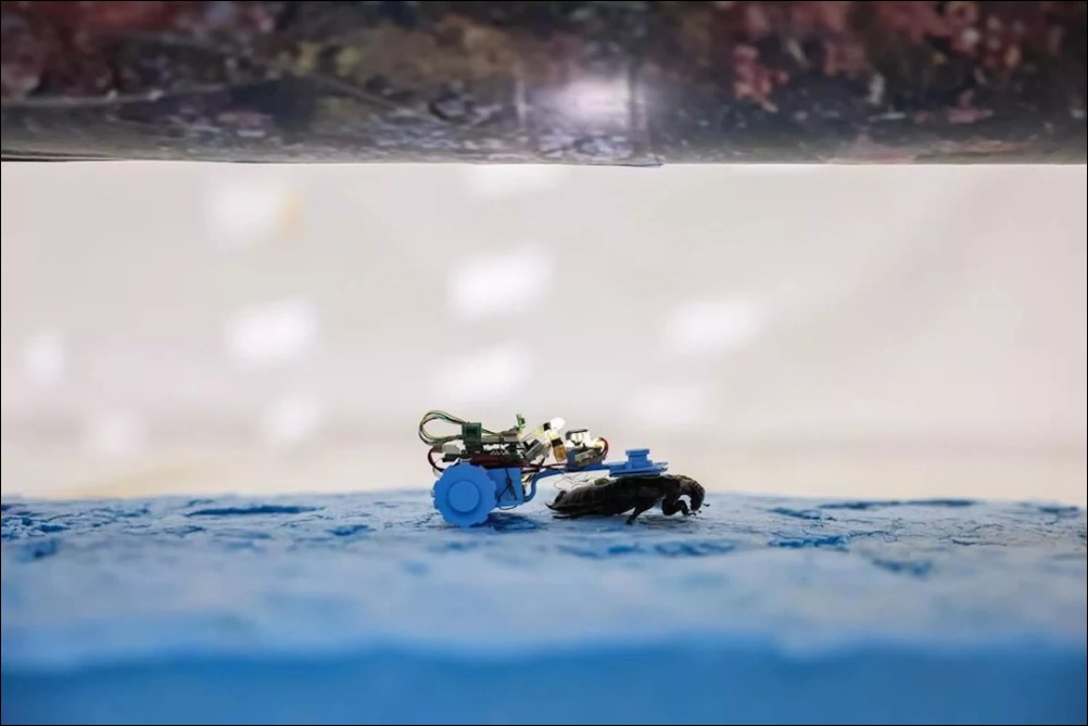 小強也能用來救災!新加坡南洋理工大學研發可拉動20倍體重的半機械蟑螂 - 電腦王阿達 小強也能用來救災!新加坡南洋理工大學研發可拉動20倍體重的半機械蟑螂 - 電腦王阿達