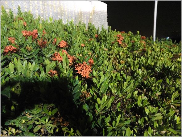 nEO_IMG_P_20121101_231135 nEO_IMG_P_20121101_231135