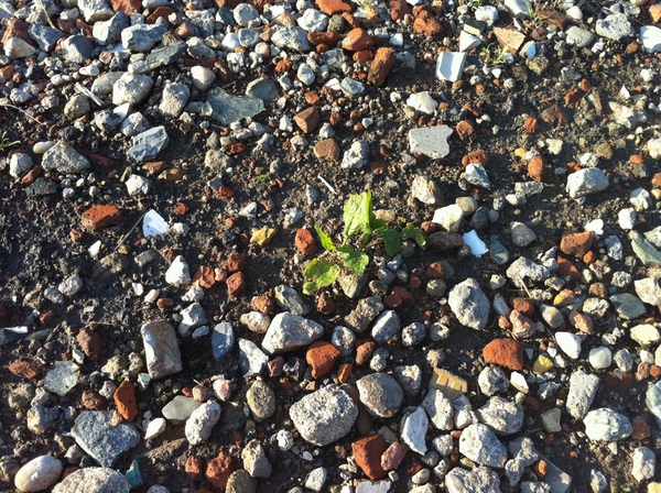 img0035qd.jpg img0035qd.jpg